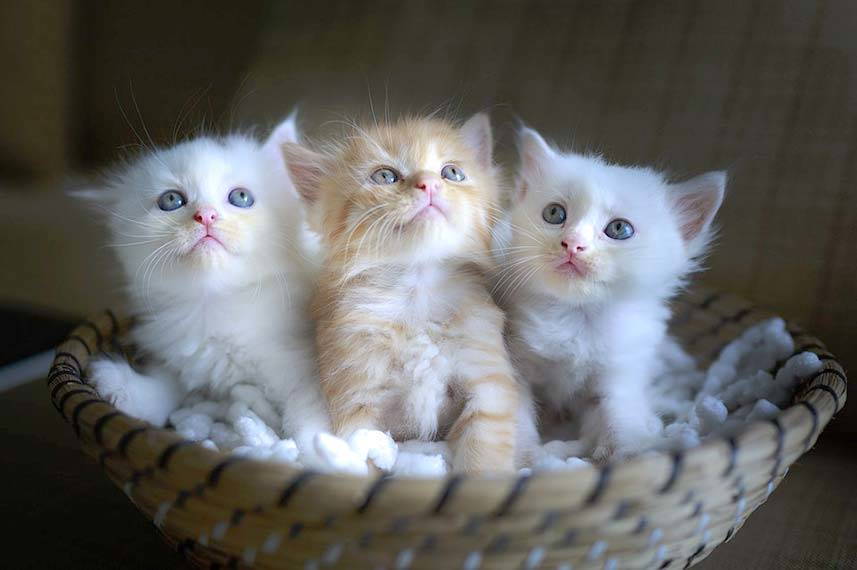 3 Cute Kittens in a Basket