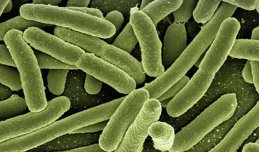 Bacteria Under a Microscope